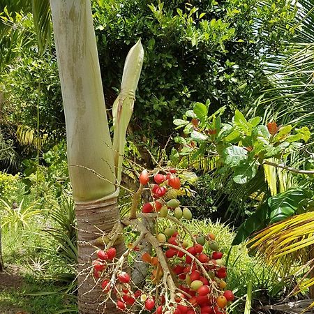 Kaye Mango Villa Soufrière Buitenkant foto