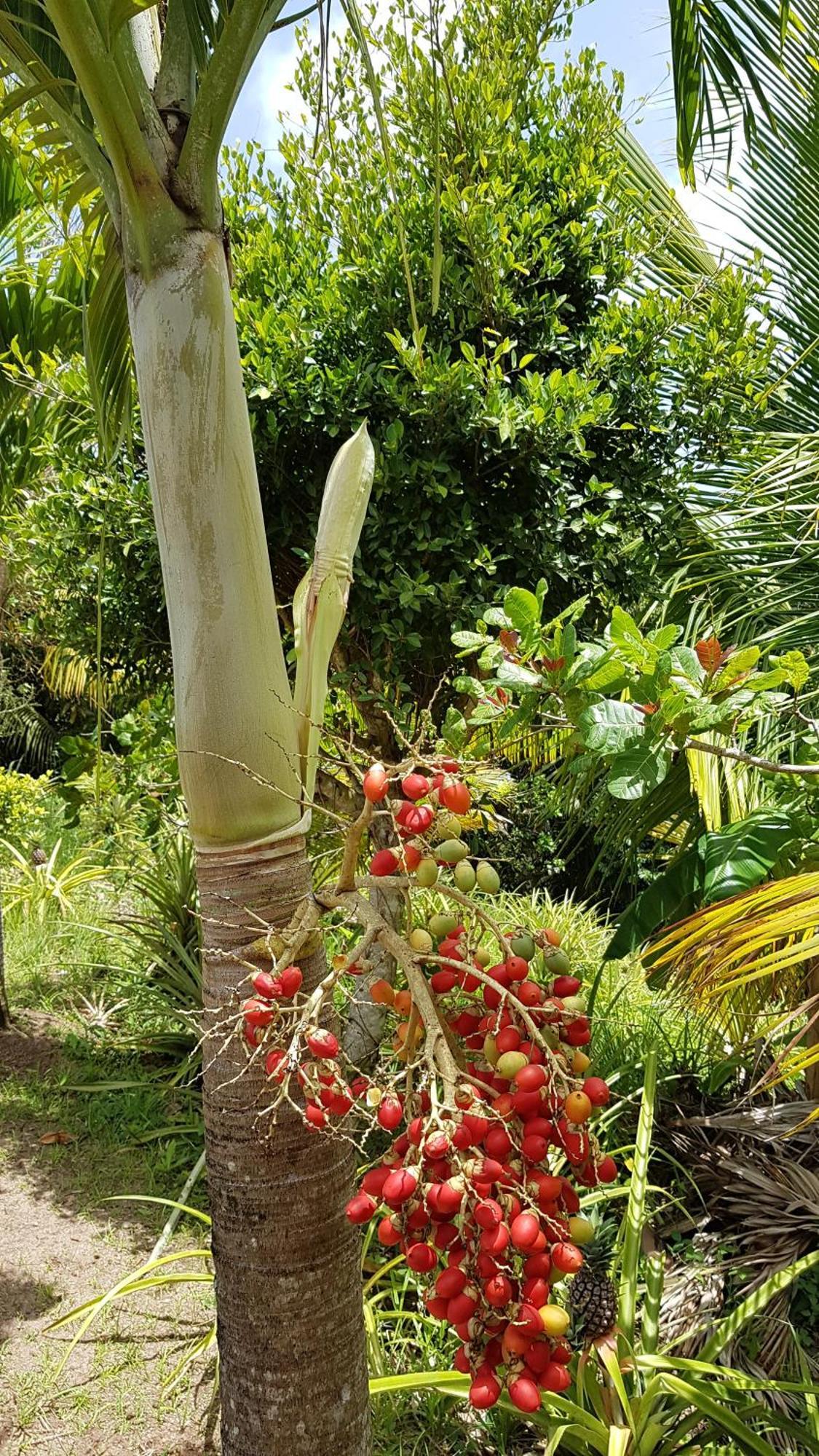 Kaye Mango Villa Soufrière Buitenkant foto